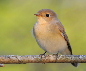 Намнаа (Хурган намнаа)